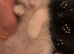 5 Ragdoll kittens - 3 boys and 1 girl