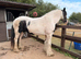 14.2 Heavy Weight Mare