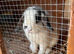 Mini lop male