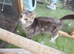 Tabby girl