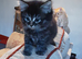 Playful Kittens for sale, from 35.00 pounds.