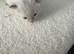 3 ragdoll/ Siamese kittens