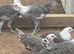 Silver Braekel (similar to a Silver Campine) female chickens