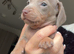 Minature dachshund