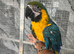 Friendly HandReared Baby Super Tame Blue & Gold Macaw Parrot