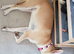 Belgium Malinois cross bully