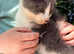 Beautiful kittens looking for their forever homes