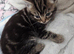 All sold .. 4 beautiful kittens