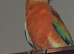Male red rumped parrot