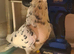 Stunning hen