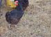 Beautiful Chickens laying hens