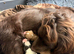 Outstanding cocker spaniel puppies