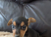 Beautiful Pure Bred Jack Russells