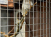 Breeding pair Ducorps cockatoo