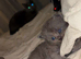 1 stunning ragdoll x ready to leave!