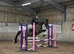 16.1hh Thoroughbred Gelding - A Truly Special boy