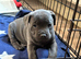 Staffordshire Bull terrier puppies