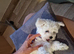 Bichon Frise Puppy -Champion Bloodline -Last Puppy