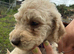 Doodles looking new homes