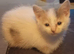 2 kittens