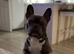 8 year old French Bulldog for re-home