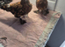 Milluflur D"uccle pullets