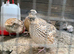 Jumbo coturnix quality birds