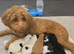 Cockapoo puppies for sale