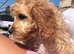 Beautiful girl looking for her forever home fully vaccinated