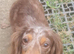 Chocolate and dapple longcoat female adult