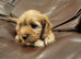Cavapoo puppies for sale