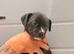 READY TO LEAVE STAFFY PUPS 1 LEFT