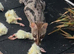 Pair of unrelated cape genets