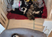 Beautiful litter of shihtzu puppies