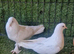 Turkish pigeons