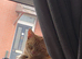 Ginger cat