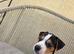 Jack Russel pup male