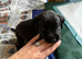 KC Registered Black Lab pups