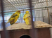 Breeding Pair of Kakarikies