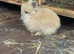 Baby rabbits for sale