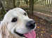 Golden Retriever Stud (proven)
