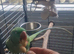 Alexandrian Parrot