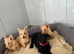 beautiful Scottish terrier puppy’s