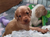 Beautiful cocker spaniel puppies READY NOW