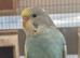 Young Budgies