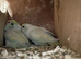 ive got 1  un sexed baby parrotlets possibly a male