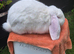 Red Eyed White French Lop Buck ***ready to leave ***