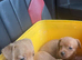 Miniature Jack Russell puppies