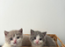 British Shorthair Cross (Scottish Fold)