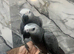 Handreared Baby Super Tame Cuddly Friendly African Grey Parrot,6
